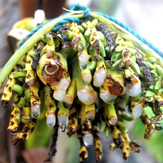 Coconut Nira: The Sweetness of Health, The Freshness of Business Opportunity